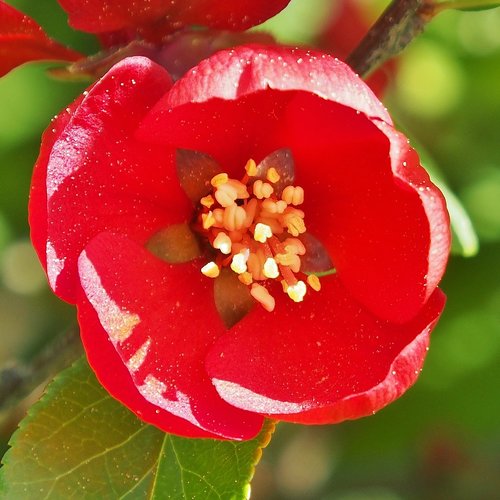 japanese ornamental quince  chaenomeles  red flower