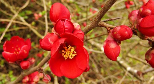 japanese ornamental quince  red  spring flower