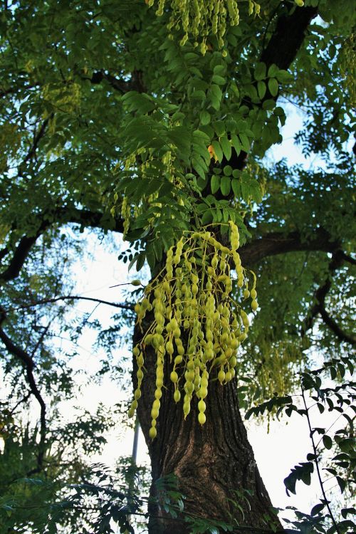 japanese pagoda seeds tree japanese pagoda