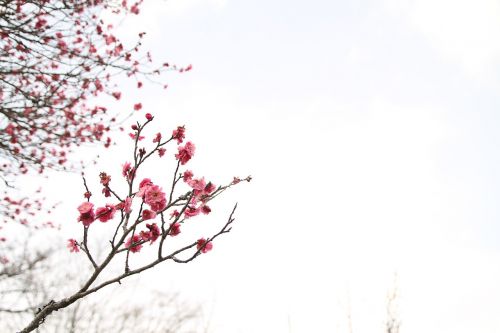 japanese peace park march plum blossom
