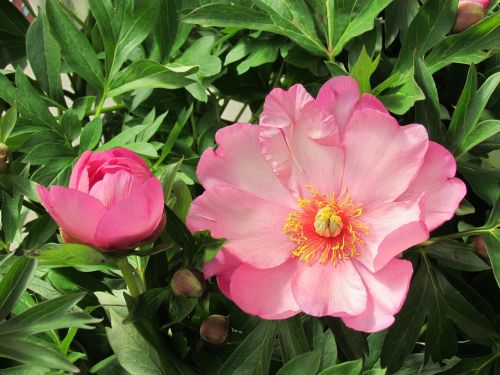 japanese peony pink english garden