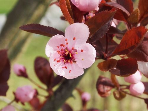 japanese plum spring blossom