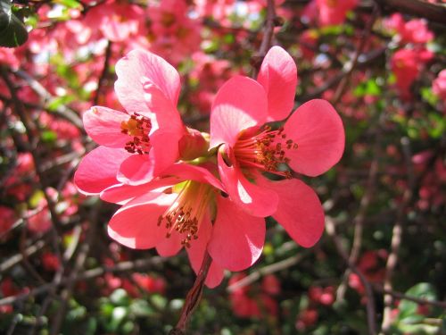 japanese quince bloom bush