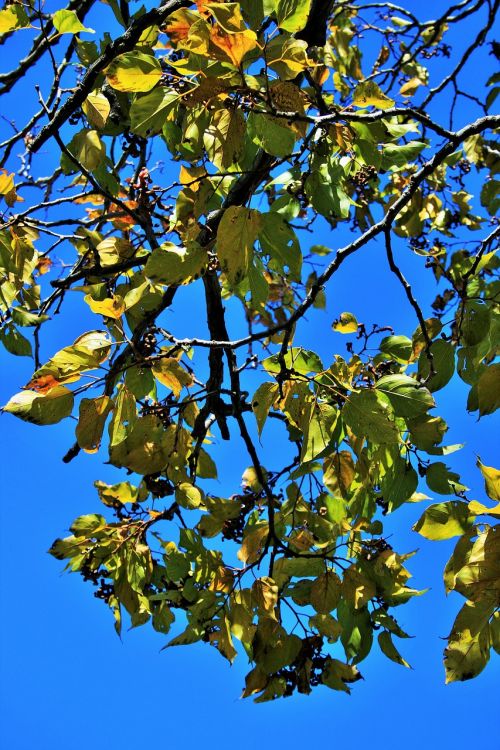 japanese raisin leaves tree