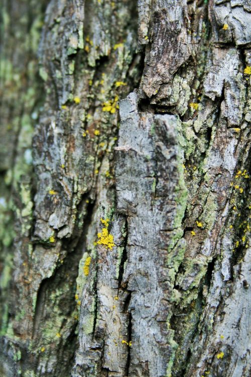Japanese Raisin Tree Bark
