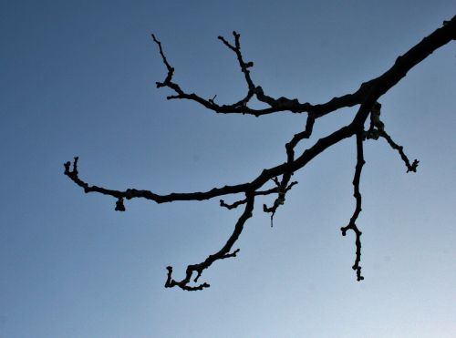 Japanese Raisin Tree Branches