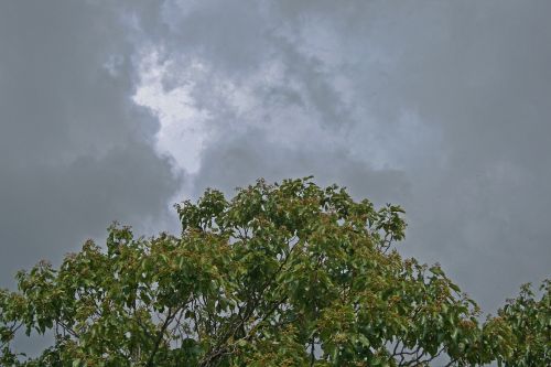 Japanese Raisin Tree In Fruit