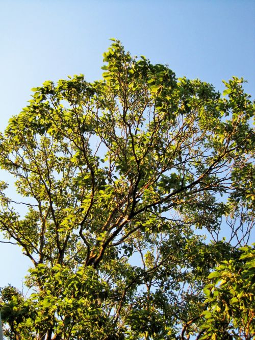 Japanese Raisin Tree In  Sunlight