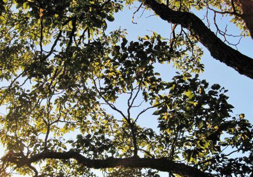 Japanese Raisin Tree In  Sunlight