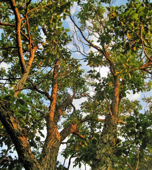 Japanese Raisin Tree In Sunlight