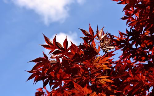 japanese red maple tree red