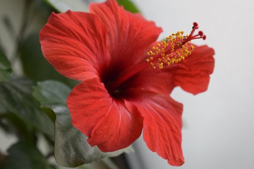 japanese rose  petals red  flower