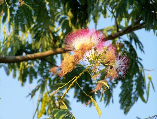 japanese selyemakác  mimózafa  plant