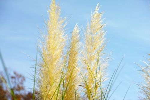 japanese silver grass pampas grass golden