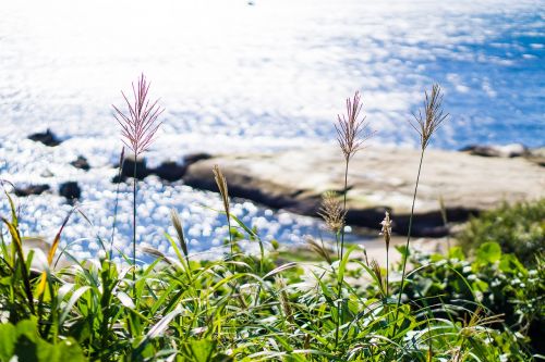 japanese silver grass plant grass