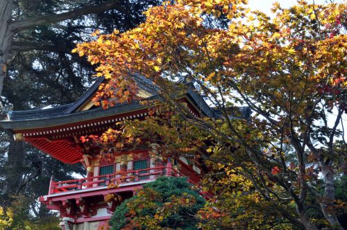 Japanese Structure And Autumn Tree