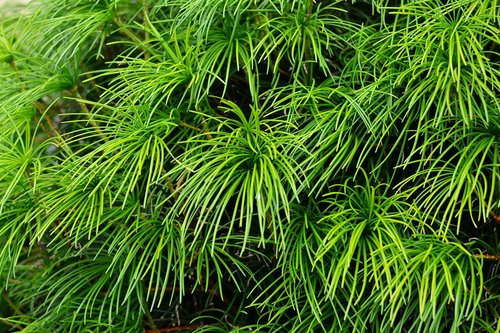 japanese umbrella pine  fir tree  sciadopitys