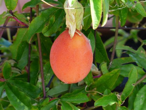 japanese wollmispel fruit orange red