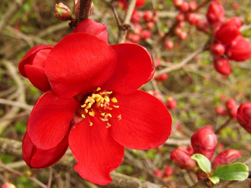 japanese zzierquitte  red  spring flower