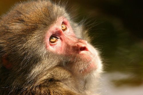 japanmakake monkey makake