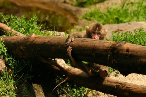 japanmakake baby monkey makake