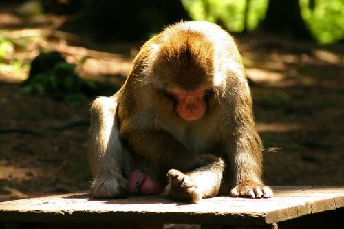 japanmakake makake animal