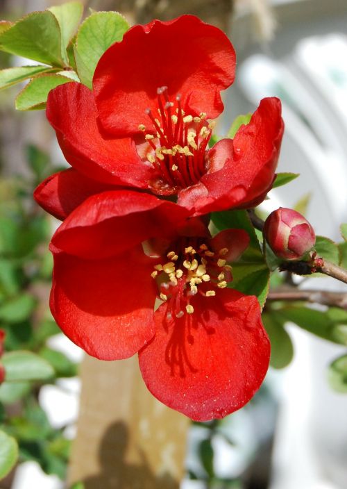 japonica japanese quince spring