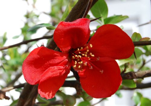 japonica japanese quince spring