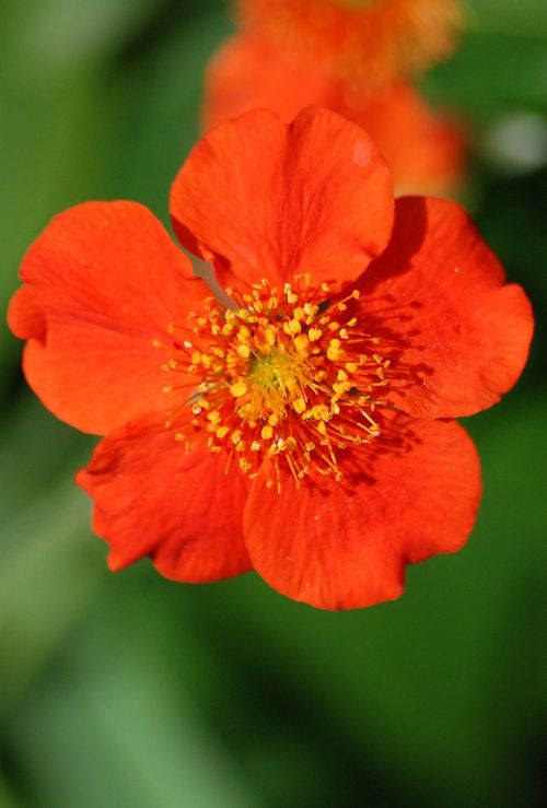 japonica red flower