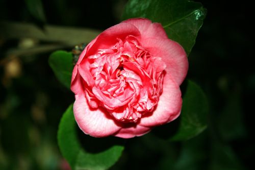 Japonica Bloom