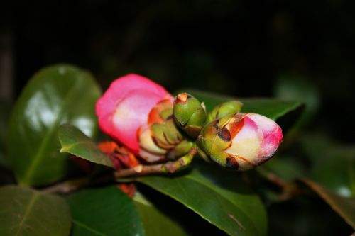 Japonica Flower Buds