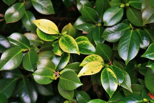 Japonica Leaves