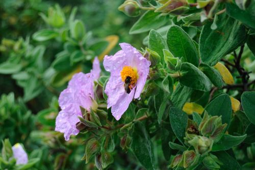 jara insects bee