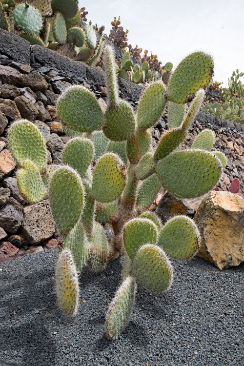 jardin de cactus cactus lanzarote