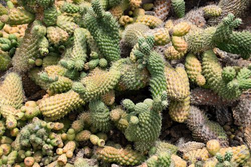 jardin de cactus cactus lanzarote