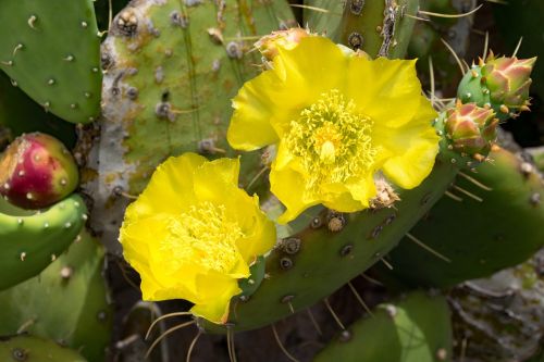 jardin de cactus cactus blossom