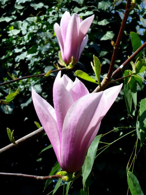 jardin des plantes magnolia purple