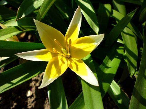 jardin des plantes two color tulip