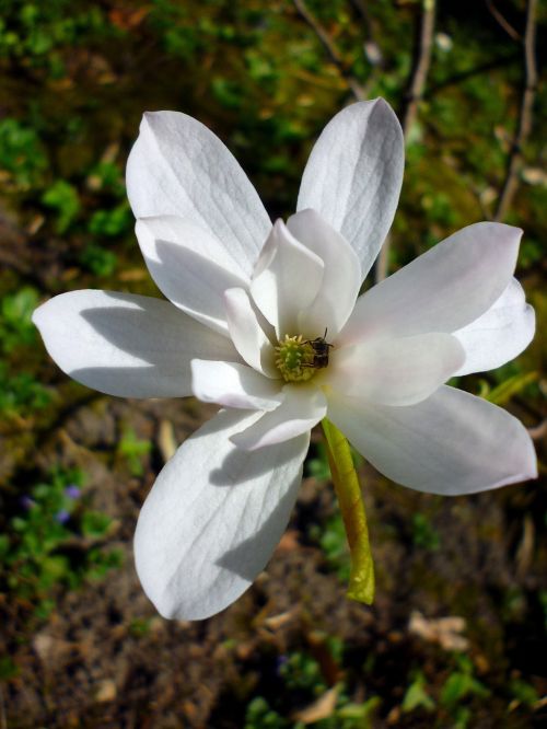 jardin des plantes magnolia white