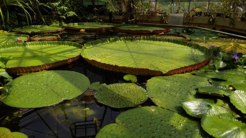 jardin des plantes budapest float