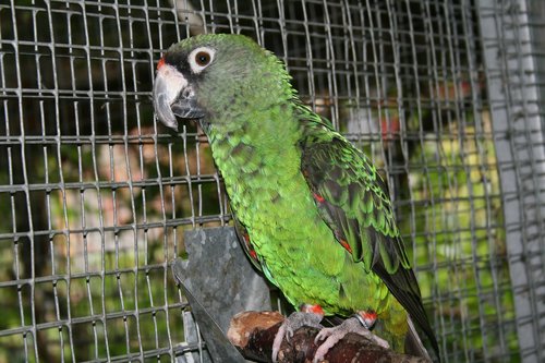 jardine's parrot  bird  parrot in the park