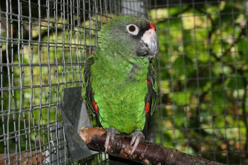 jardine's parrot  bird  parrot