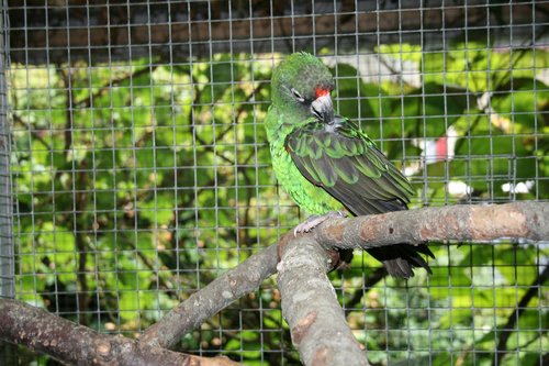 jardine's parrot  bird  parrot
