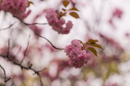 Spring Flowers 1