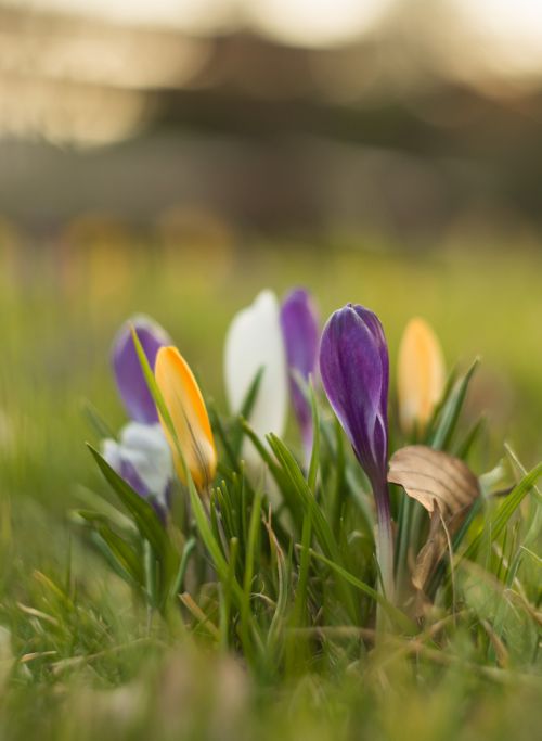 Spring Flowers