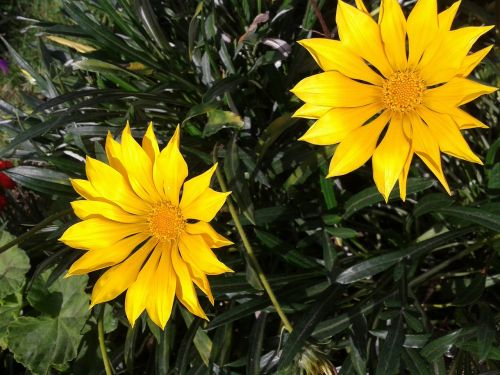 gazania flower yellow