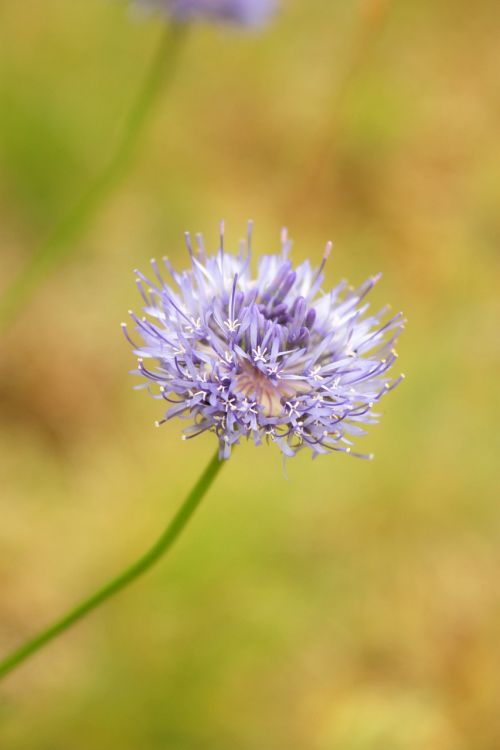 jasieniec sand flower field