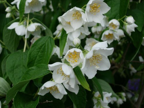 jasmin bush blossom