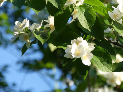 jasmin jasmine flower plant