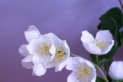 jasmin flower blossom